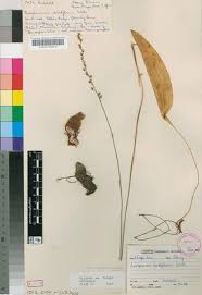 Image result for Eriospermaceae