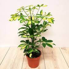 Buy Schefflera Arboricola Gerda Best Value For Money Plants Schefflera House Plants