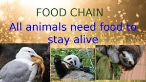this powerpoint shows 31 slides with beautiful photographs of how all living things rely on each other for food and food chain activities staying alive animals