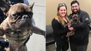 All of our pups are hand raised in our home and are treated as a part of our family until french bulldog · las vegas, nv. Stolen French Bulldog Found After Owner Sees Photo Of Sacramento County Homicide Suspect