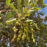 Image result for Maerua schinzii