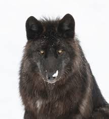 Black And Brown Wolf Dog Black Wolf Portrait By C Daniel Parent Wolf Dog Black Wolf Wolf Eyes