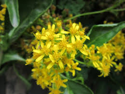 Image result for Senecio maranguensis