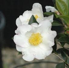 Setsugekka Sasanqua Camellia Known By The Name Camellia Sasanqua Setsugekka Has Small Tinged Pink Buds That Blooms Int Screen Plants Plants Charming Garden
