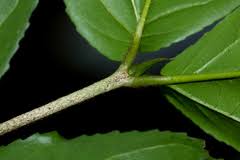 Image result for Lasiodiscus pervillei