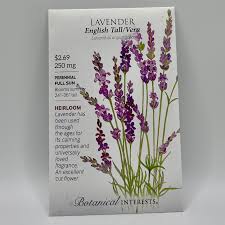 Image result for Lavandula angustifolia Vera
