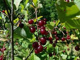 Kiraz ağacı (prunus avium) nasıl yetiştirilir? Italyan Itiraz Atlas Salkim Kiraz Agacinasil Yetisir Yenikoskesraotel Com