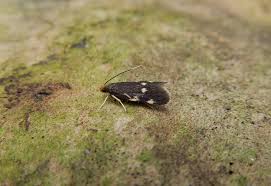 Image result for Telechrysis tripuncta