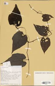 Image result for Raphidiocystis