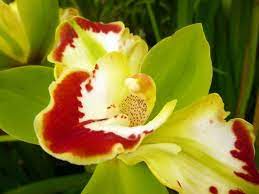 Photo Essay A Walk Among The Orchids And Chrysanthemums And Daisies Orchids Photo Essay Chrysanthemum