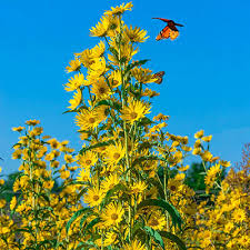 The thick dried roots are the product of commerce. Buy Sun Perennials At Spring Hill Nurseries