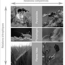 Maybe you would like to learn more about one of these? Pdf Chapitre 38 Impacts Des Changements Climatiques Sur Les Interactions Insectes Plantes