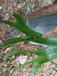 Maybe you would like to learn more about one of these? Epiphytic Algae On Staghorn Fern Leaf 223490 Ask Extension