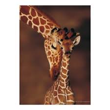 Pin On Giraffe Photographs And Design Products