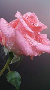 Pink Chinese Rose Flower With Water Drops Iphone 6 Plus Wallpaper Beautiful Rose Flowers Rose Flower Rose Flower Wallpaper