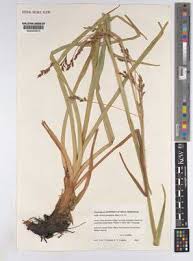 Image result for Scleria globonux