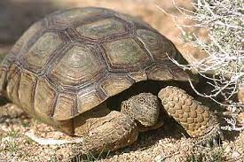 Because growth varies with food availability and other conditions excessive fruits (other than the cactus apple from opuntia cactus in season) should not be fed as they may upset digestive flora and can result in. Care Sheet Donsdeserttortoises