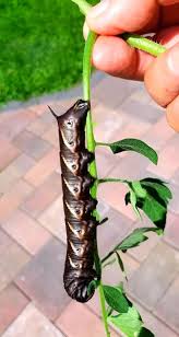 Does anyone else think that “The Hungry Caterpillar” was inspired by a  hornworm?