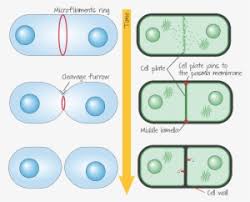 Looking inside an umbrella plant leaf (cyperus alternifolius) it is easy to see cells can be different shapes and sizes. Cytokinesis In Animal Cell Versus Plant Cell Animal Animal Cytokinesis Png Image Transparent Png Free Download On Seekpng