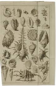 Fundamenta testaceologiae, Carolus Linnaeus, 1771