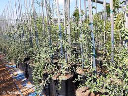 Image result for Ehretia rigida