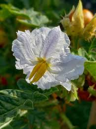 Image result for Solanum sisymbriifolium