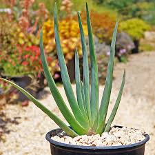 Image result for Aloe littoralis