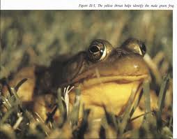 You can use our amazing online tool to color and edit the following bullfrog coloring pages. The Frogs And Toads