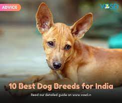10 Best Dog Breeds For Indian Climate Vosd