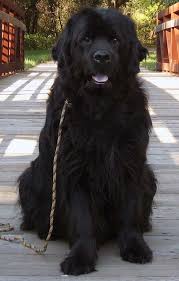 Big Fluffy Black Brown And White Dog Newfoundland Dog Info And Pictures In 2020 Large Dog Breeds Dog Breeds Dogs