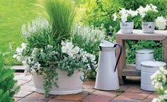 Die Schonsten Ziergraser Fur Topfe Bepflanzung Garten Pflanzen