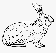 117,000+ vectors, stock photos & psd files. Free Vector French Rabbit Arctic Hare Clipart Black And White Hd Png Download Transparent Png Image Pngitem