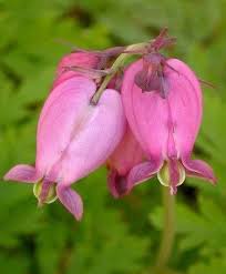 We did not find results for: Plant Profile Pacific Bleeding Heart Dicentra Formosa Wnps Blog Botanical Rambles