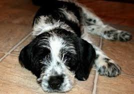 Black And White Cocker Spaniel Poodle Mix Hot Diggity I Am The Jonas Brothers Black Cocker Spaniel Cocker Spaniel Mix Schnauzer Mix