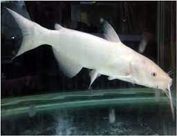 Albino Channel Catfish Arizona Aquatic Gardens