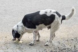 It's not known if they vomit because they shouldn't eat grass or if they eat grass to soothe. Regurgitation In Dogs Signs Causes Diagnosis Treatment Recovery Management Cost