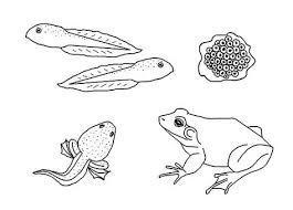 In this bullfrog coloring activity in this bullfrog coloring instructional activity, 1st graders will read 2 expository sentences about the. 32 Bullfrog Coloring Pages Ideas Coloring Pages Bullfrog Coloring Pictures