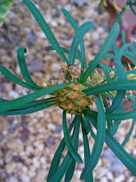 Image result for Euphorbia didiereoides