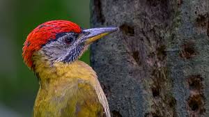 Red breasted sapsucker gave me opportunity to lots of shots! Types Of Woodpeckers And Why Do They Peck Facts Net