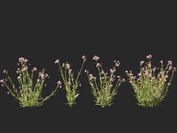 Image result for Mimulus gracilis