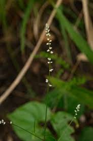 Image result for Celosia trigyna