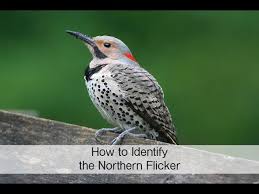 The northern flicker (colaptes auratus) is an extremely widely distributed woodpecker in north and middle america. How To Identify The Northern Flicker Youtube