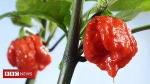 Man In Hospital After Eating Worlds Hottest Chilli Bbc News