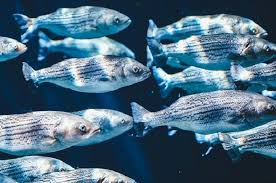 Salah satu tanda ikan tersebut sedang hamil, yang artinya tanda pemijahan berhasil adalah jika perut ikan berubah menjadi lebih. Ikan Hidup Di Dalam Air Apakah Mereka Juga Buang Air Kecil Akubacaakutahu Semua Halaman Bobo