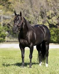 The details of their available genetics are given in the below tables. Black Horse Facts With Pictures Horsebreedspictures Com