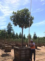 (botany) any trees of diverse species in lophostemon, eucalyptus, or other genera native to australia. 48 Box Magnolia Grandiflora Std 11 X 5 Element Wholesale Llc