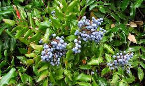 Holly is an evergreen shrub which can be successfully planted alongside blueberries. Holly Variety With Blue Berries Mapio Net