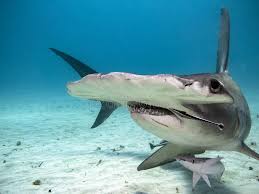 840 Baby Shark Photos Free Royalty Free Stock Photos From Dreamstime