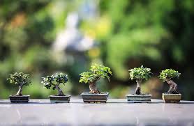 Check spelling or type a new query. Growing Bonsai Bonsai Tree Care For Beginners The Old Farmer S Almanac