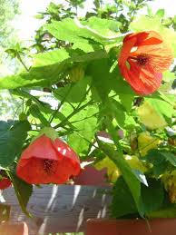 Pin On Jardin